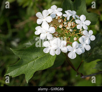 Guelder Rose Viburnum Opulus mit kleinen weißen Blüten und große weiße sterile Hochblätter am Rande ein Waldgebiet Somerset UK Stockfoto