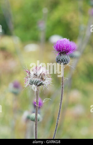 Cirsium Tuberosum. Tuberöse Distel Stockfoto