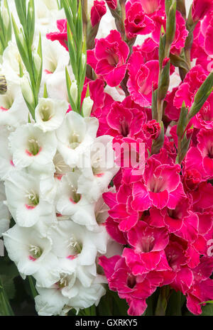 Gladiolen Karaoke und Bach. Gladiolen-Blüten auf eine Blütenpracht bei einer Blume-show Stockfoto