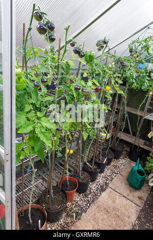 Schwarze Tomate Indigo Rose Reifung am Rebstock in einem Gewächshaus. UK Stockfoto