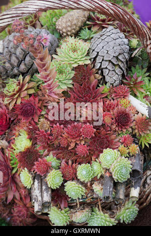 Sempervivum. Hauswurz-Display in einem Weidenkorb RHS Wisley Gardens. England Stockfoto