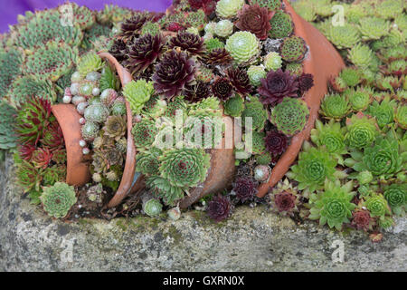 Sempervivum. Hauswurz Display in Blumentöpfe in RHS Wisley Gardens. England Stockfoto