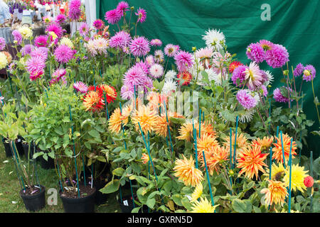 Ersatzteile Dahlia Blumen neben einem Stall im RHS Wisley Flower show, Surrey, England Stockfoto