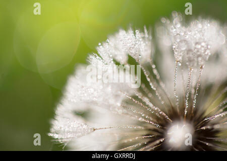 Nassen Blume mit Tau fällt closeup Stockfoto