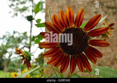 Schöne blühte Daisy mit Regentropfen in einem Garten an Bok Tower Gardens National Historic Landmark in See Wale, Florida, Usa. Stockfoto