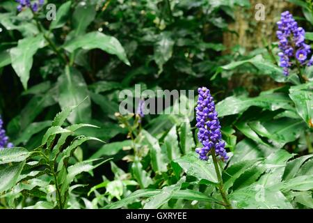 Schöne lila Muscari in einem Garten nach dem Regen. Stockfoto
