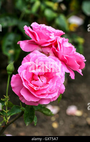 Drei Rosen im Garten. Stockfoto
