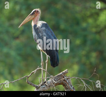 Marabou Storch (Leptoptilos Crumeniferus) thront Stockfoto