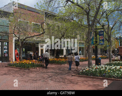 Tulpen blühen im Frühling auf Pearl Street Mall Stockfoto