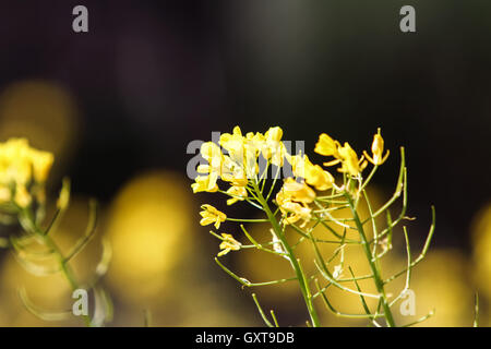 Feld-Senf (Brassica Rapa) im Feld Stockfoto