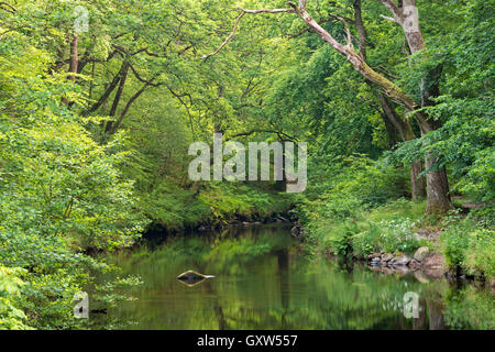 Grüne Sommer Laub an den Ufern des Flusses Teign bei Fingle Bridge, Dartmoor, Devon, England. (Juli) im Sommer 2015. Stockfoto