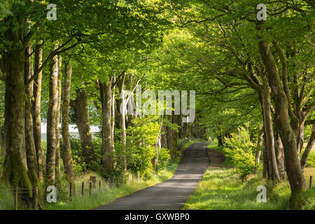 Von Bäumen gesäumten Allee im Sommersonnenschein, Dartmoor, Devon, England. Sommer (Juli) 2016. Stockfoto
