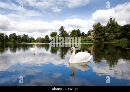 Zwei Höckerschwäne auf dem Wasser des Sees Sherborne 50 Hektar auf dem Gelände von Sherborne Castle Dorset Stockfoto