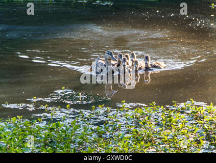 Stockente und Enten in einem Teich erhalten Schutz vor Mama Stockfoto