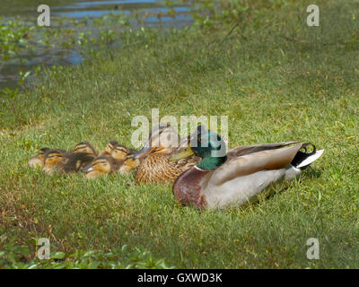 Neue Baby Entenküken ist ein Zeichen des Frühlings. Mutter und Vater halten enge, als sie neben dem Teich ruhen. Stockfoto