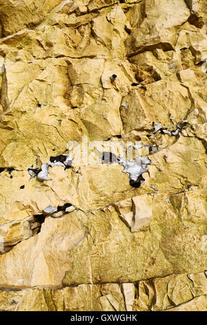 Nahaufnahme von Schichten von Feuerstein Knötchen in Kreidefelsen, Seaford, Ostsussex, England Stockfoto