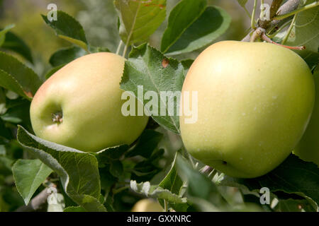 Zwei Reife Golden Delicious Äpfel hängen von einem Ast in eine kommerzielle Apfelplantage in Lake Chelan Valley. Stockfoto