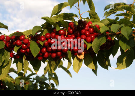 Bing Kirschen hängen an einem Ast kurz vor der Ernte in der Lake Chelan Valley. Stockfoto