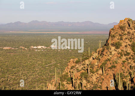 Saguaro-Nationalpark in Arizona Stockfoto