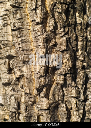 Closeup erschossen von alten Baum Rinde Textur Hintergrund Stockfoto