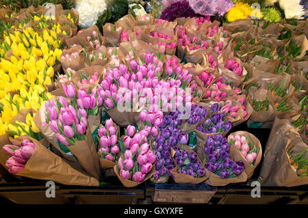 Pastell Array von Tulpen in einem Lebensmittelgeschäft Blume Shop Abteilung zu verkaufen. St Paul Minnesota MN USA Stockfoto