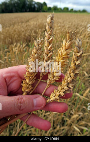 Gerste halten in der Hand, aus einem Feld im Sommer, Cheshire, England, UK Stockfoto