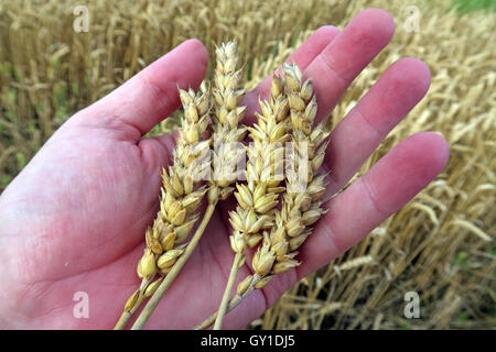 Gerste halten in der Hand, aus einem Feld im Sommer, Cheshire, England, UK Stockfoto