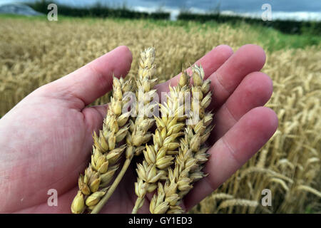 Gerste halten in der Hand, aus einem Feld im Sommer, Cheshire, England, UK Stockfoto