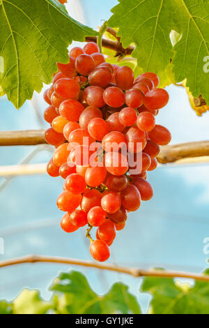 Schöne rote kernlose Trauben an einer Rebe im Weinberg Stockfoto