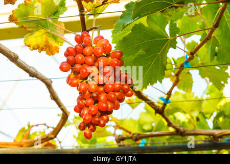 Crimson kernlose Trauben an einer Rebe Stockfoto