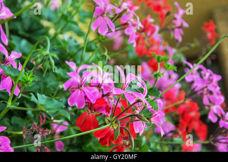 Rote und violette Pelargonium Blumen - Pelargonien Hortorum - im Garten. Natürliche Szene. Schönheit in der Natur. Lebendigen Farben. Stockfoto