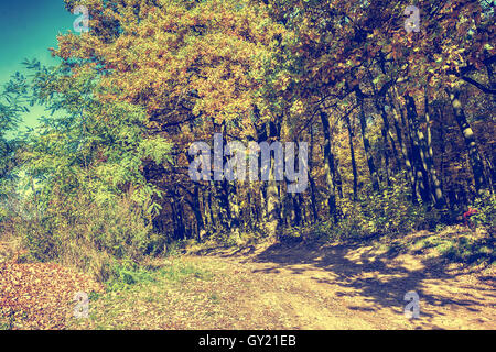 Herbst Herbst Park oder Wald mit goldenen Blättern. Natur-Hintergrund Stockfoto