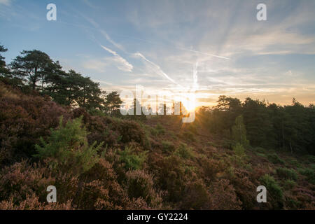 Blick über Frensham Blitze in Surrey, England bei Sonnenaufgang Stockfoto