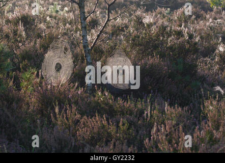 Zwei Spinnweben oder Spinnweben auf Heide im frühen Morgenlicht Stockfoto