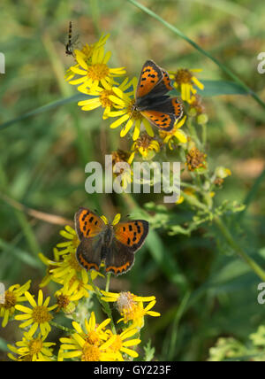 Kleine Schmetterlinge (Lycaena phlaeas Kupfer) auf Ragwort, Großbritannien Stockfoto