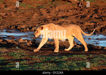 Afrikanischer Löwe, Panthera Leo, single weiblich, Süd Afrika, August 2016 Stockfoto