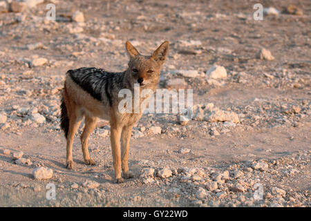 Black-backed Schakal, Canis Mesomelas, einziges Säugetier, Südafrika, August 2016 Stockfoto