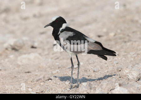 Schmied Regenpfeifer oder Kiebitz, Vanellus Armatus, einziger Vogel im Stock, Süd-Afrika, August 2016 Stockfoto