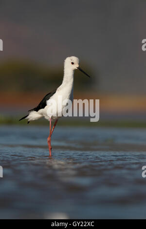 Stelzenläufer Himantopus Himantopus, einzelne Vogel im Wasser, Südafrika, August 2016 Stockfoto