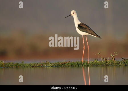 Stelzenläufer Himantopus Himantopus, einzelne Vogel im Wasser, Südafrika, August 2016 Stockfoto