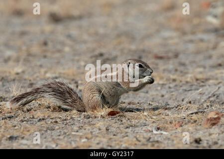 Cape Grundeichhörnchen, Xerus Inauris, einziges Säugetier im Stock, Süd-Afrika, August 2016 Stockfoto