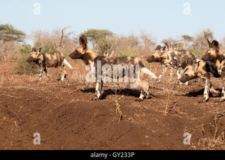 Afrikanischen Kap Jagd Hund, LYKAON Pictus, Rudel Hunde, Südafrika, August 2016 Stockfoto