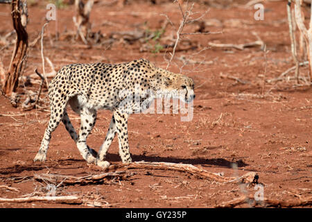 Gepard, Acinonyx Jubatus, einzelne Katze, Südafrika, August 2016 Stockfoto