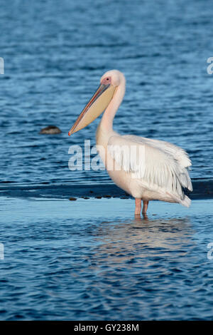 Ost-weißer Pelikan Pelecanus Onocrotalus, einzelne Vogel durch Wasser, Südafrika, August 2016 Stockfoto