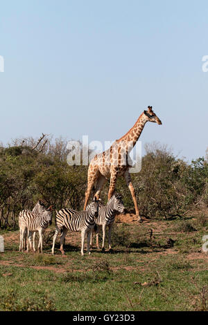 Giraffe, Giraffe Giraffa, einziges Säugetier mit Ebenen Zebra, Namibia, August 2016 Stockfoto