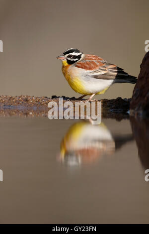 Golden-breasted Bunting, Emberiza Flaviventris, einziger Vogel am Wasser, Südafrika, August 2016 Stockfoto