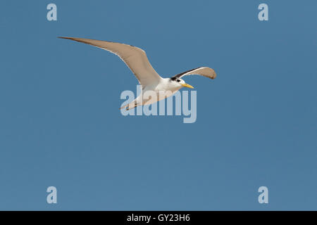 Größere crested Tern Thalasseus Bergii, einziger Vogel im Flug, Südafrika, August 2016 Stockfoto