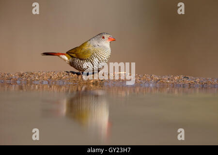 Grün-winged Pytilia Pytilia Melba, einzelne Vogel durch Wasser, Südafrika, August 2016 Stockfoto