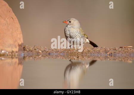 Grün-winged Pytilia Pytilia Melba, einzelne Vogel durch Wasser, Südafrika, August 2016 Stockfoto