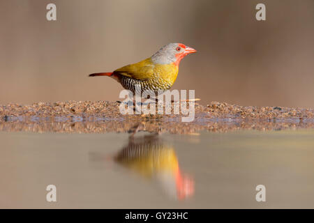 Grün-winged Pytilia Pytilia Melba, einzelne Vogel durch Wasser, Südafrika, August 2016 Stockfoto